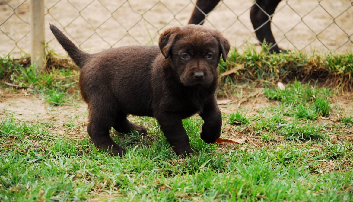 Gundrift Puppies 2013