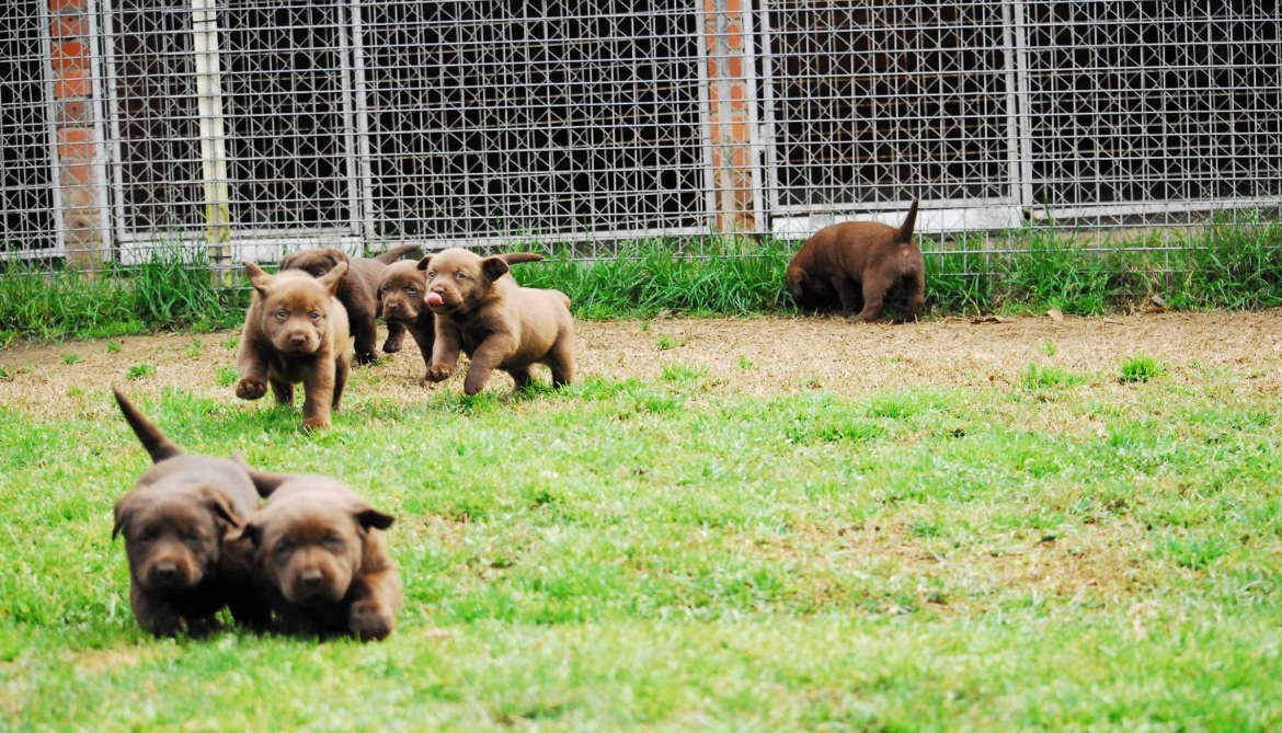 gundrift-puppies-2013-4