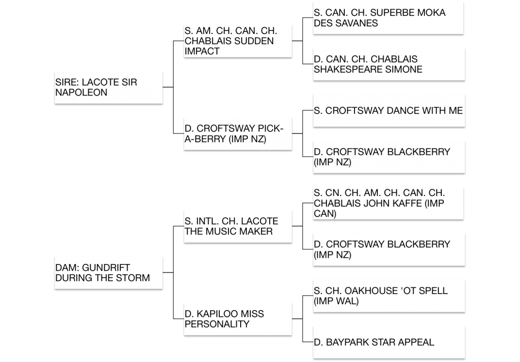 Gundrift 'Storm' Pedigree