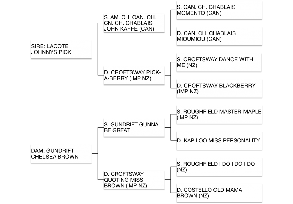 Gundrift Jacki Brown Pedigree